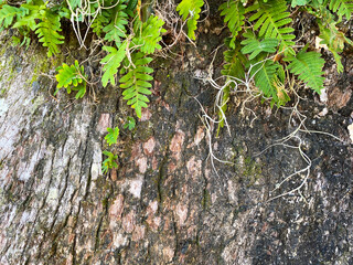a bright sunny detailed closeup view of some  wild lush natural fern tree plants and bark