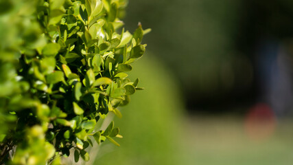 Buisson pris dans le soleil 