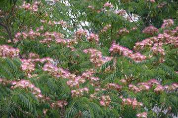 Crown of a blooming pink silk mimosa tree