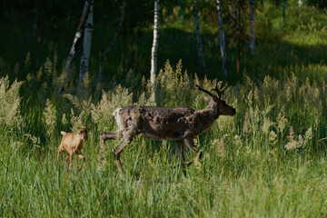 
Whitetail Deer Bucks в летний бархат стоя в отверстие в лесу.