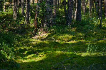 tree trunks in sunny summer forest with shadows and sun rays in background