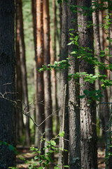 tree trunks in sunny summer forest with shadows and sun rays in background