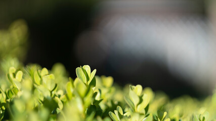 Buisson pris dans la soleil
