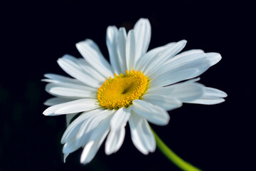 Obraz premium Camomile on black isolated background