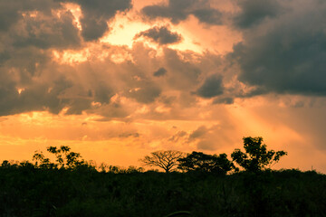 Fototapeta na wymiar atardecer en la selva