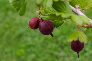 Gooseberry /Ribes uva-crispa/  branch with dark red berries on a blurred foliage background. Healthy, vitamin-rich, dietary berries. Grossulariaceae