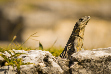 Reptil tomando el sol