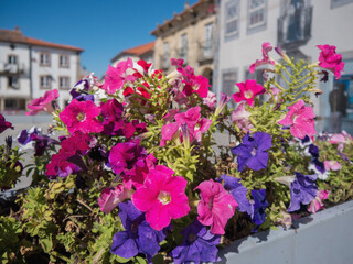 Large flowerpot outdoors with violet and pink flowers