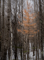 Fototapeta na wymiar Lone tamarack tree in the winter