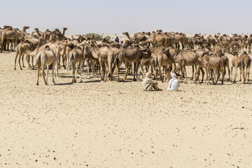 Fototapeta na wymiar A large herd of camels drink water from a water reservoir in the desert, Chad
