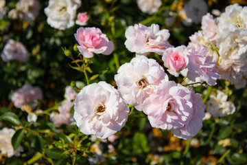 Wonderful Beautiful Pink And Beige Rose Flowers