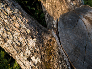 Stump cut from a tree