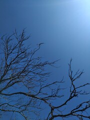  Bare tree branches  and  sky