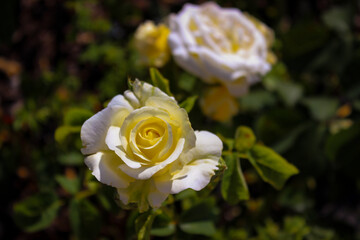 Wonderful Beautiful Beige  Rose Flowers