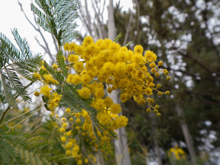 Yellow wildflowers blooming in the countryside