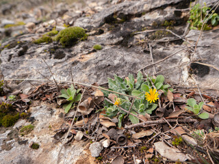 Yellow wildflowers growing among the rocks