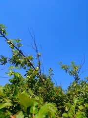 Green leaves  and green apples  and blue sky