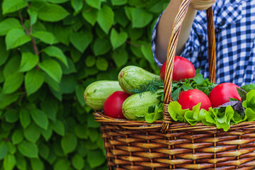 in a wicker basket are tomatoes, zucchini, lettuce, Basil, cucumber and dill, against the background of the garden