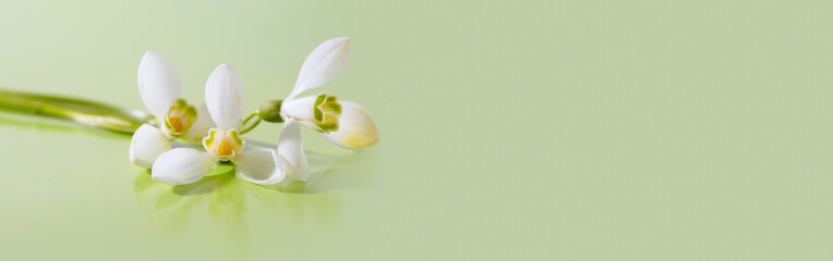 Fototapeta na wymiar Spring snowdrop flower. Soft focus. Light green long horizontal background.