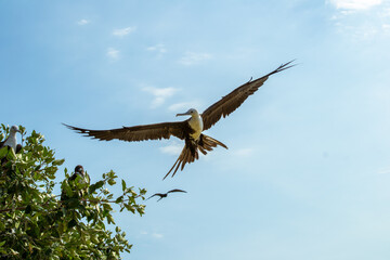 Albatros