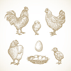 Fototapeta na wymiar Vector Poultry Birds Sketches Set. Hand Drawn Illustrations of Rooster, Chickens, Chicks and Eggs in a Nest.