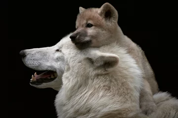 Fotobehang Close-up of a cute and playful Arctic wolf pup (Canis lupus arctos) close to mother and isolated on black background © Thomas Marx