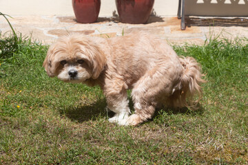 Lhasa Apso dog making poop in a garden