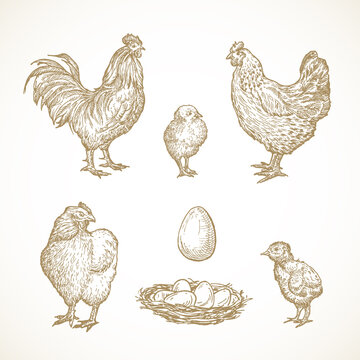 Vector Poultry Birds Sketches Set. Hand Drawn Illustrations of Rooster, Chickens, Chicks and Eggs in a Nest.