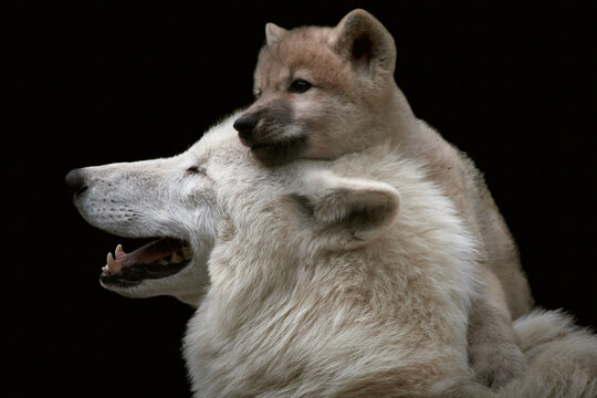 Close-up of a cute and playful Arctic wolf pup (Canis lupus arctos) close to mother and isolated on black background