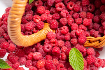 Fresh forest raspberries scattered on the table from an overturned wicker basket, close-up