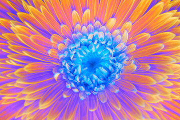 Saturation luminosity color. Gerbera flower closeup horizontal background.