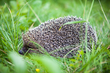 Incredibly cute hedgehog