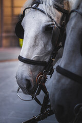 Horse captured in Florence, Italy