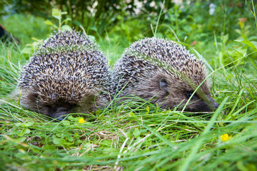 couple of cute hedgehogs in green grass