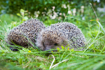 couple of cute hedgehogs in green grass
