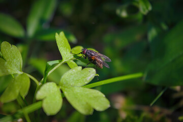 A fly sits on a green leaf of a plant close-up.