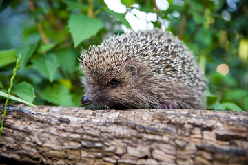 Incredibly cute hedgehog
