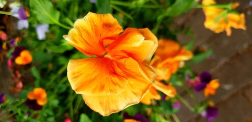 Fototapeta premium yellow tulip flowers