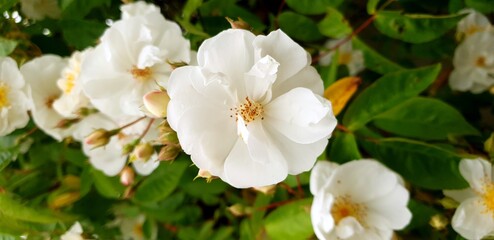 Fototapeta premium white magnolia flowers