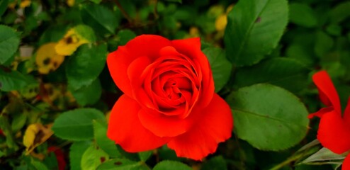 red rose in garden