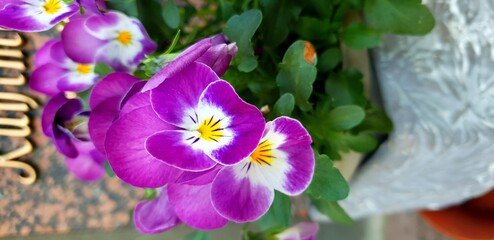 crocuses in the garden