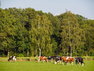 Kühe in den Niederlanden