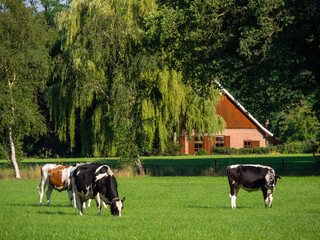 Kühe in den Niederlanden