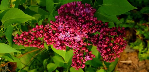 Obraz premium pink and purple flowers