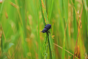 Bug on the Green Grass