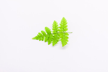 A fern leaf on a white background. A decorative element for graphic works. Light and light...