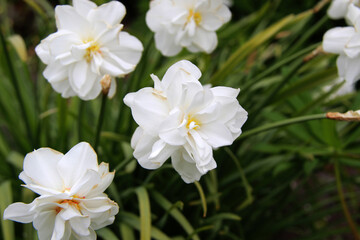 Obraz na płótnie Canvas beautiful white yellow daffodil flowers