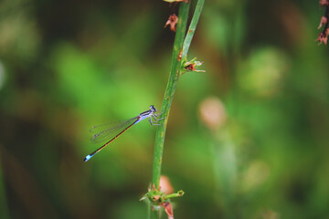 Dragonfly on a Green Stem