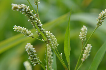 Weeds of Persicaria lapathifolia grow in the field