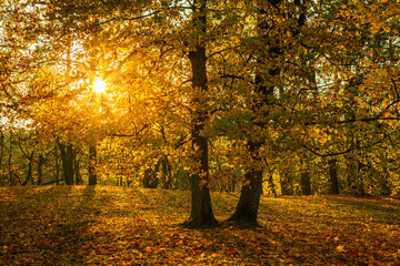 Fototapeta na wymiar golden trees with sun shining through